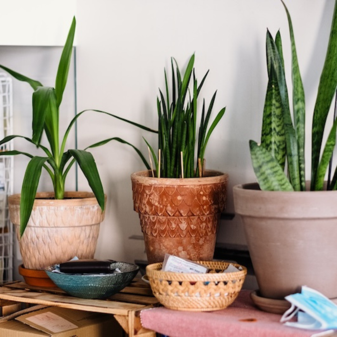 Why the Snake Plant (Sansevieria Trifasciata) is a Popular Indoor Choice and Why You Should Consider Having One