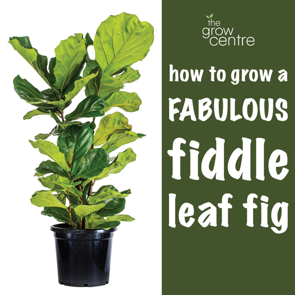 How to grow a fabulous fiddle leaf fig - The Grow Centre