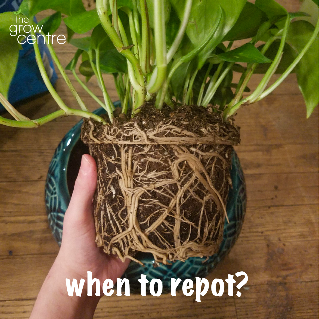 when to repot?
