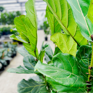 Fiddle Leaf Fig - Ficus lyrata