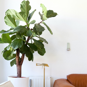 Fiddle Leaf Fig - Ficus lyrata