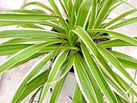 Spider Plant