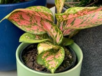 Aglaonema Eileen