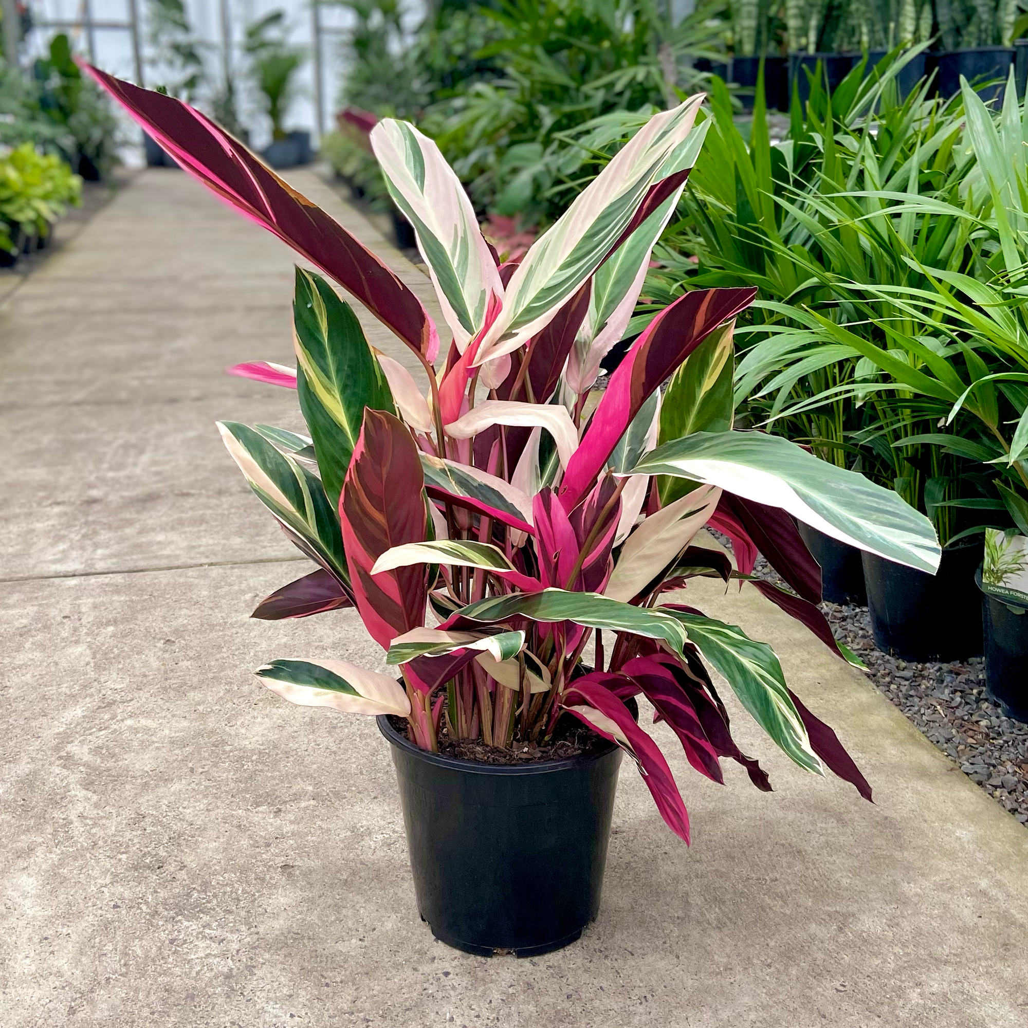 Stromanthe - Stromanthe sanguinea