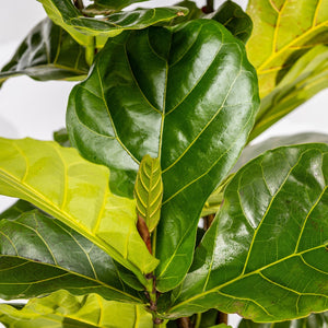 Fiddle Leaf Fig - Ficus lyrata