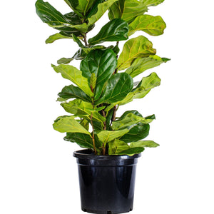 Fiddle Leaf Fig - Ficus lyrata