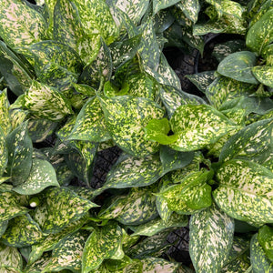 Aglaonema 'Eileen'