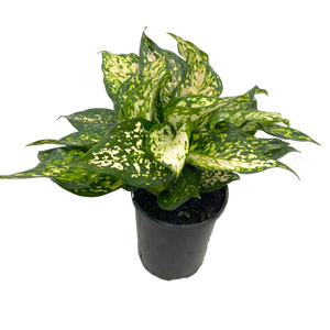 Aglaonema 'Eileen'