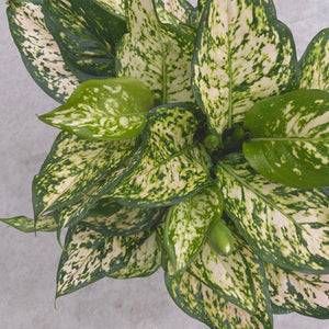 Aglaonema Eileen indoor plant low light tolerant easy care plant