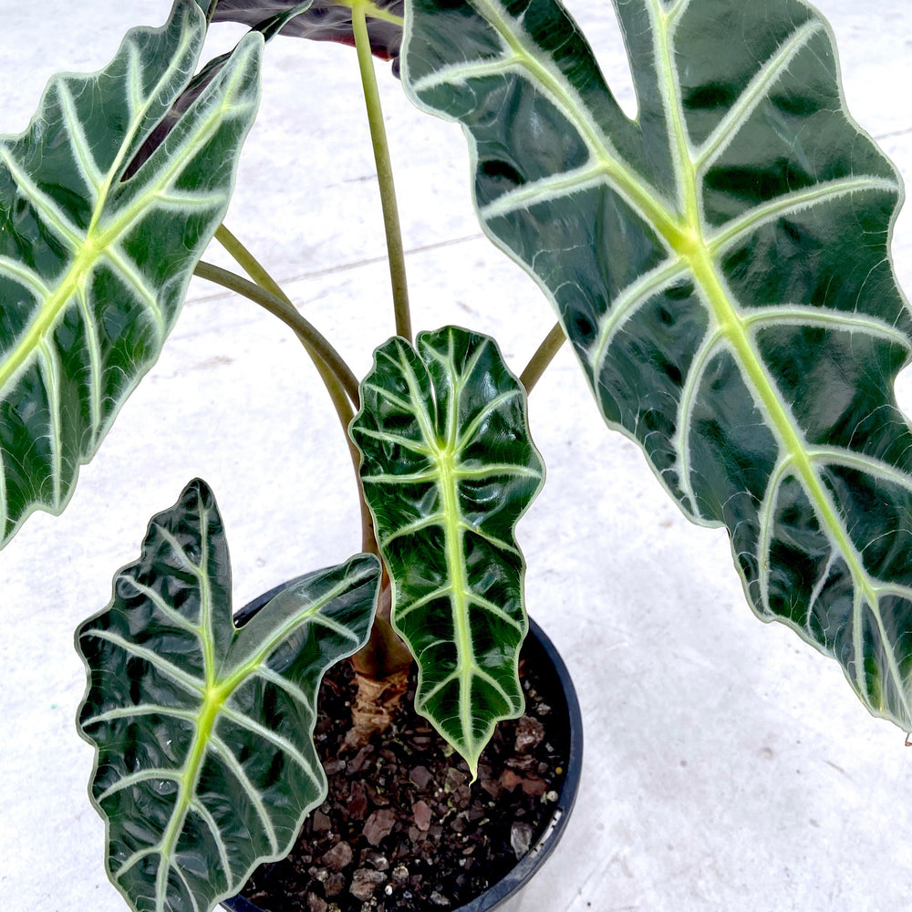 Indoor Plants | The Grow Centre