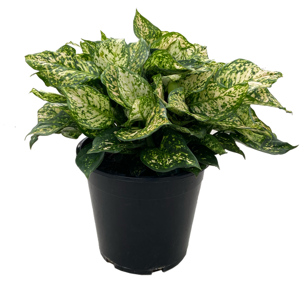 Aglaonema Eileen - The Grow Centre