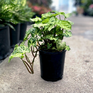 Syngonium Batik - Syngonium podophyllum